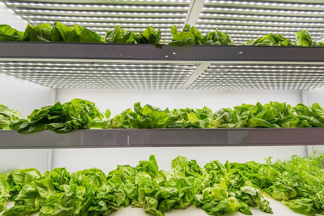Harvest the Power of Light in Your Grow Room with GrowFloor® + GrowWall™
