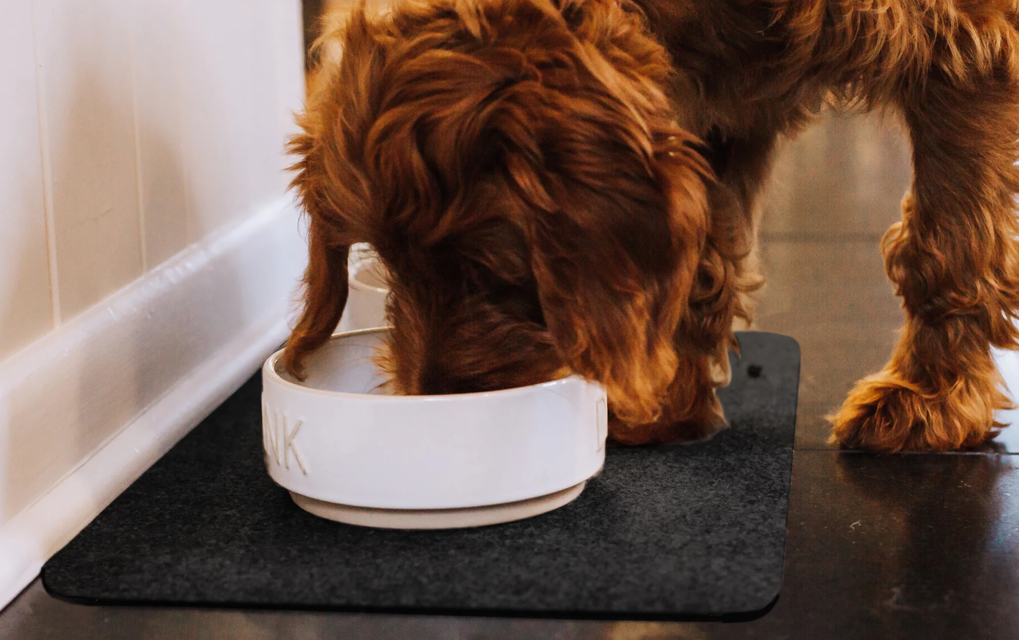 The Dog Days of Summer - Pet Flooring Solution
