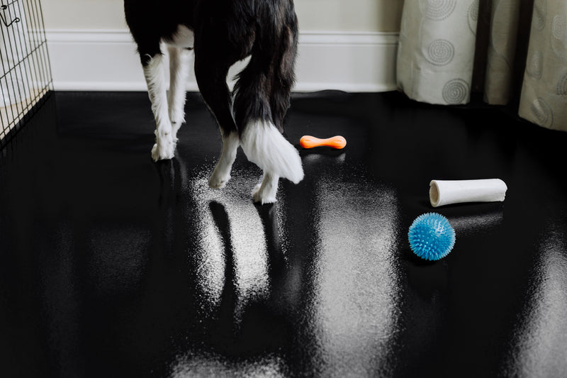 Dog walking on Midnight Black Ceramic texture vinyl floor