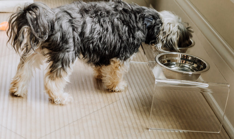 Dog eating from bowl on top of clear Ribbed texture vinyl pet flooring