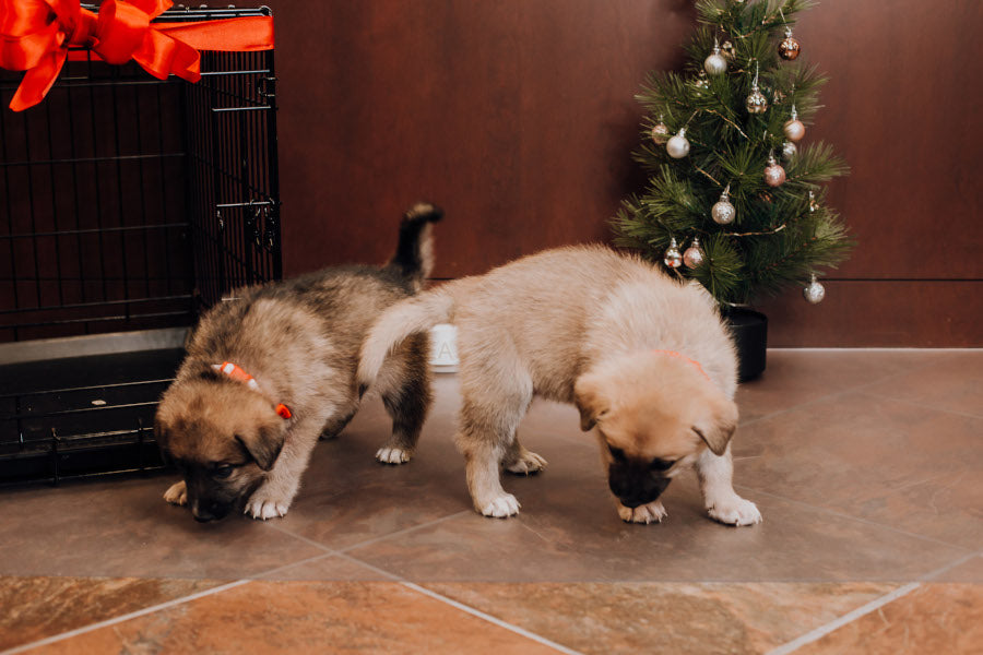 December 2022 G‑Floor Newsletter