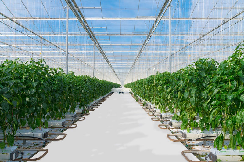 New Technologies Enhance Production in Large Grow Facilities