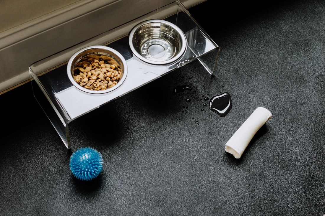 Pet Flooring by Space: What to Put Under Crates, Bowls, Litter Boxes & Play Areas