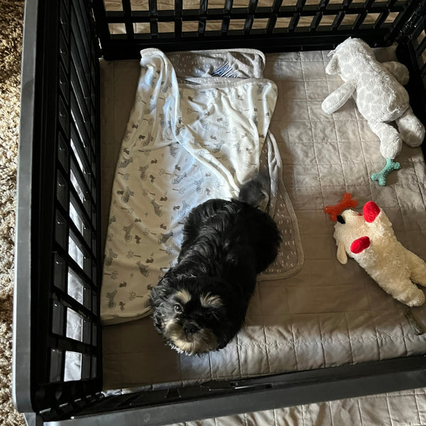 Vinyl Flooring for Dogs: Part of This Pup's Perfect Playpen