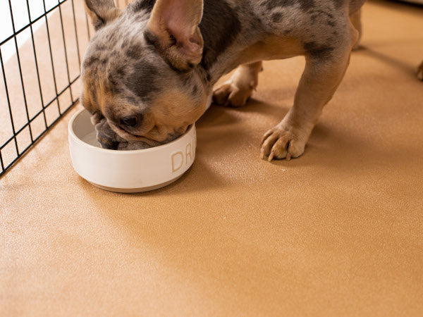 Dog on top of Sandstone Levant G-Floor pet flooring