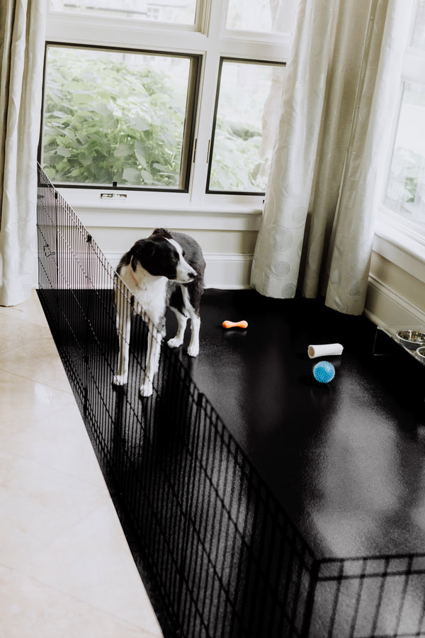 Dog standing on Midnight Black Ceramic texture vinyl flooring