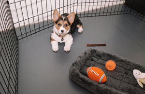 Dog inside kennel on top of Slate Grey Ceramic texture vinyl pet flooring