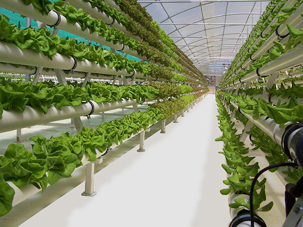 greenhouse example of elevated hydroponic growing tubes with white vinyl growfloor in the main isle to increase light