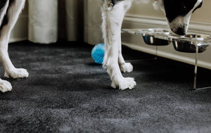 Dog standing on Midnight Black Levant texture vinyl pet flooring