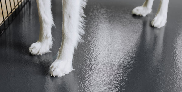 Close up of dog paws standing on Slate Grey Ceramic texture vinyl pet flooring