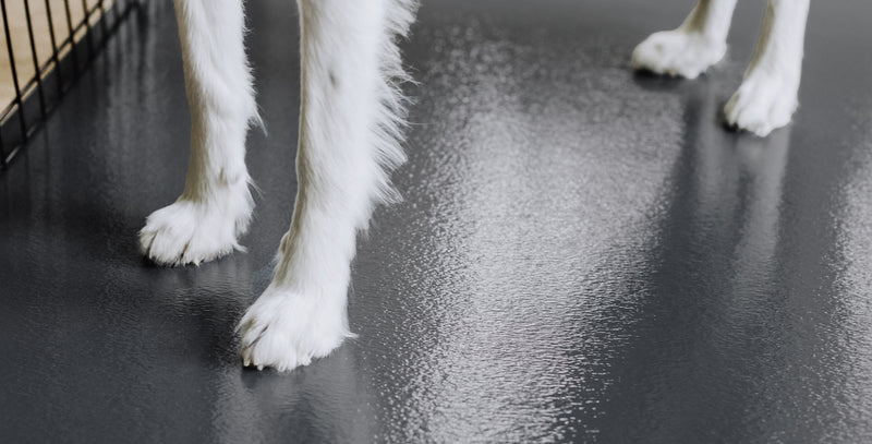 Close up of dog paws standing on Slate Grey Ceramic texture vinyl pet flooring